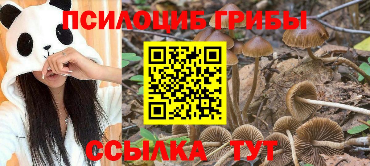 Псилоцибиновые грибы прущие грибы Великий Устюг